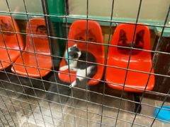 -猫咪博物馆(顶澳仔猫街店)