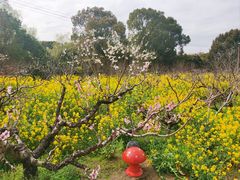 -南汇桃花村