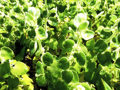 -墨尔本皇家植物园