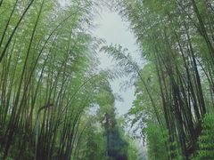 -蜀南竹海景区