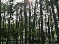 -月湖风景区