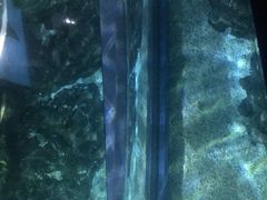 -暹罗海洋世界