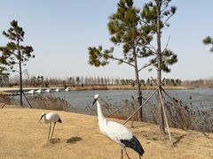 -盐城丹顶鹤湿地生态旅游区