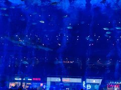 -成都浩海立方海洋公园