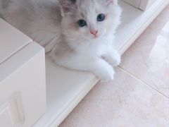 -十年猫舍·猫咪专门店(普陀店)