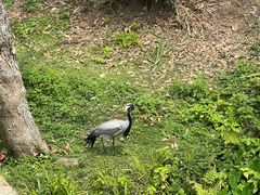 -泉州海丝野生动物世界