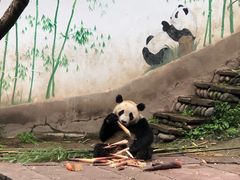 -中国大熊猫保护研究中心雅安碧峰峡基地