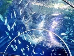 -上海海洋水族馆
