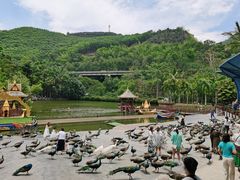 -西双版纳原始森林公园