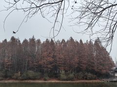 -溱湖国家湿地公园