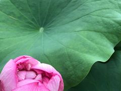 -陈家山荷花公园