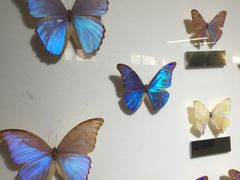 -上海昆虫博物馆