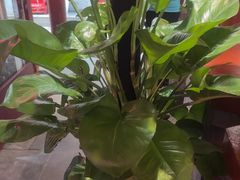 -阿西娅食府(中关村店)