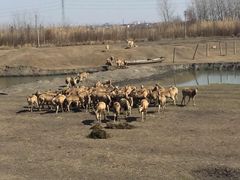 -溱湖国家湿地公园