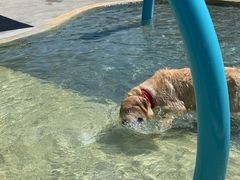 -爪吧宠物乐园 (温榆河示范区店)