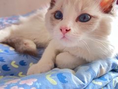 -关爱宠物医院·猫科中心·消化科(滨湖万达分院)