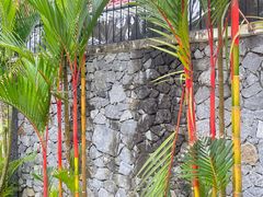 -槟城植物园