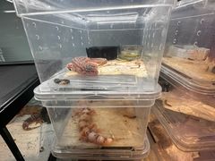 -青石桥花鸟鱼虫市场(叠翠城店)