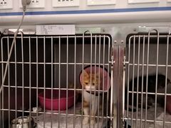 -汪喵宠物医院·骨科心脏影像·犬猫急重症ICU诊疗中心(成华分院)