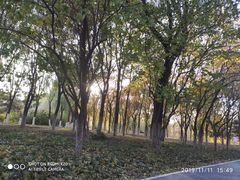 -大兴滨河森林公园