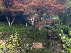 -十八棵（老龙井）御茶园(老龙井店)