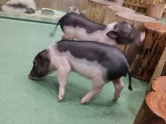 -藦茜花园宠物主题亲子互动体验馆(国顺东路店)