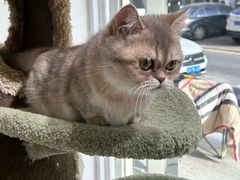 -青奢宠物·青奢猫舍