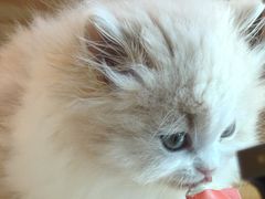 -小猫来了猫舍(福田店)