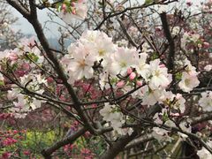 -天适樱花悠乐园