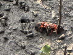 -北海金海湾红树林生态旅游区
