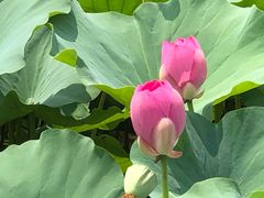 -荷塘月色湿地公园·向阳花洲