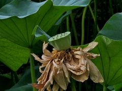 -莲花池公园