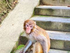 -西双版纳原始森林公园
