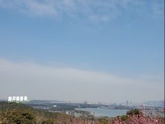 -香雪海