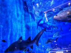 -成都浩海立方海洋公园