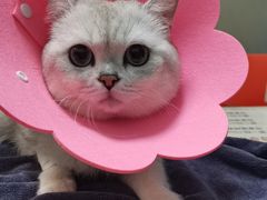 -伟伟宠物医院·瑞派猫友好医院·猫科(光谷店)