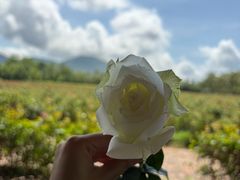 -亚龙湾国际玫瑰谷