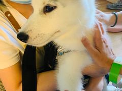 -Husky Go! 哈士奇体验馆·宠物咖啡厅狗咖