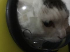 -纳吉亚猫专科动物诊疗中心(蒋宅口分院)