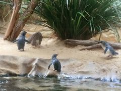 -悉尼海洋生物水族馆