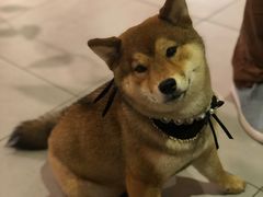 -柴务处·柴犬主题狗咖