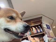 -宠爱国际动物医院·消化内科·心肾内科·ISFM猫友好(望京店)