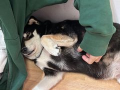 -是阿柴呀！柴犬咖啡·爱喵喵猫咖