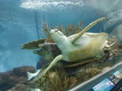 -上海海洋水族馆