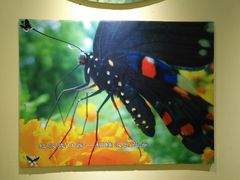 -上海昆虫博物馆