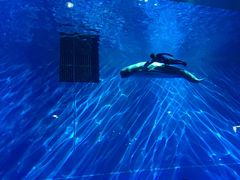 -芜湖新华联大白鲸海洋公园