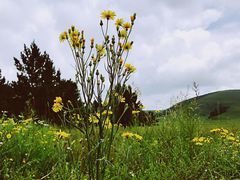 -乌兰布统草原