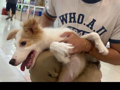 -翊宠yipet猫狗购宠庄园犬舍•猫舍