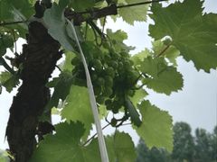 -北京张裕爱斐堡酒庄