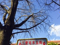 -三里屯东五街银杏大道